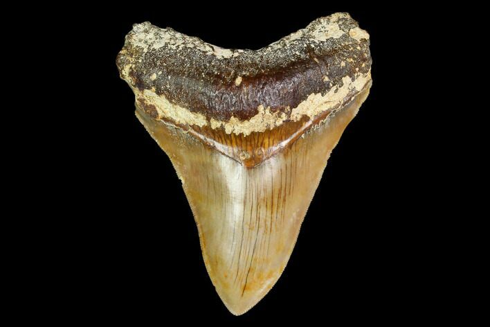 Serrated, Fossil Megalodon Tooth - Indonesia #149848